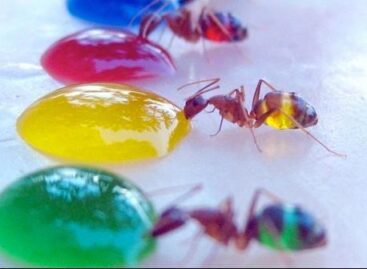 (HU) Az vagy, amit megeszel – A nap képe