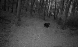 Kétmillió óra a vadonban, 800 megvédett haszonállat – három évig figyeltük a hazai nagyragadozókat