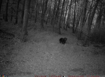 Kétmillió óra a vadonban, 800 megvédett haszonállat – három évig figyeltük a hazai nagyragadozókat