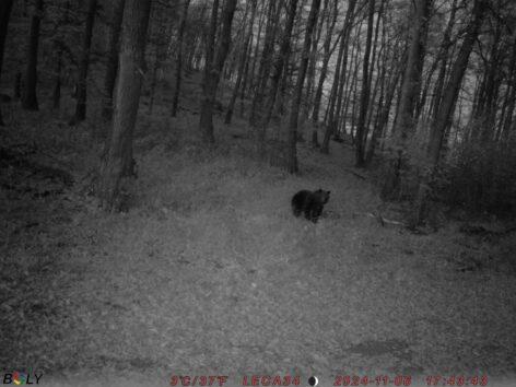 Kétmillió óra a vadonban, 800 megvédett haszonállat – három évig figyeltük a hazai nagyragadozókat