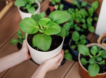 Megjött a tavasz, elindult a kiskerti vetőmagok beszerzése