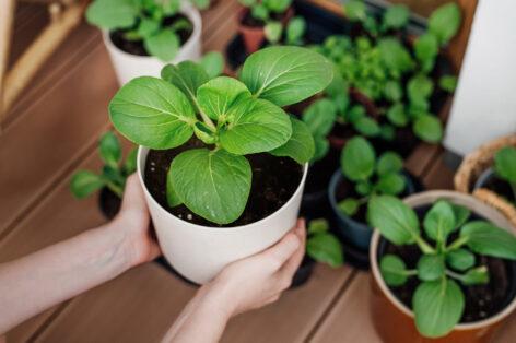 Megjött a tavasz, elindult a kiskerti vetőmagok beszerzése