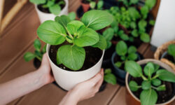 Spring has come, the purchase of garden seeds has begun