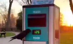 (HU) Látványos takarítás, tiszta parkok – A nap videója