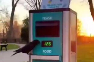 (HU) Látványos takarítás, tiszta parkok – A nap videója