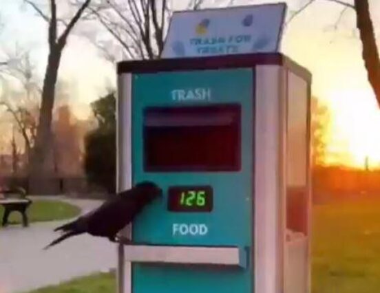 (HU) Látványos takarítás, tiszta parkok – A nap videója