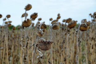 Ministry of Agriculture: At the initiative of Hungary, another EU source will help farmers affected by last year’s drought
