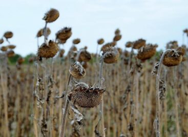 Ministry of Agriculture: At the initiative of Hungary, another EU source will help farmers affected by last year’s drought