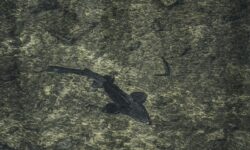 Creative technology: the digital experience that audiences want